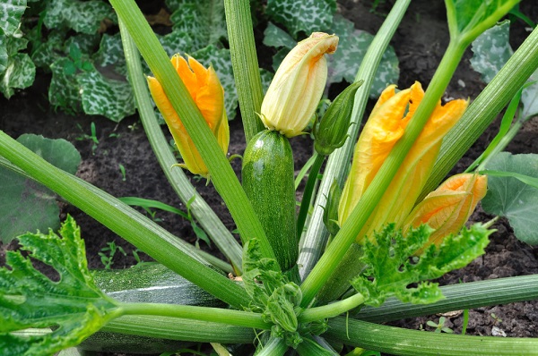 zucchine fiori gemelli problema