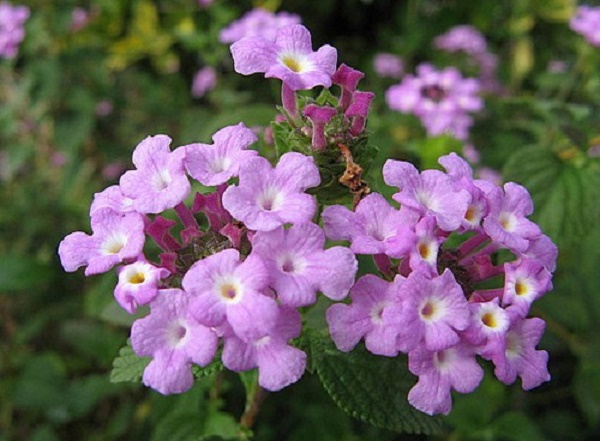 lantana-sellowiana