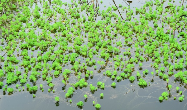 watermilfoil, freshwater aquatic plants.