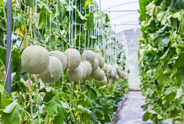 Melone, coltivazione verticale e malattie