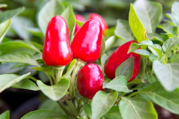 Peperoncino con foglie gialle