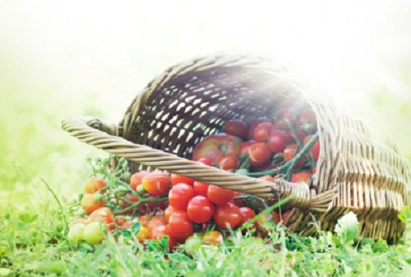 pomodori in un cesto
