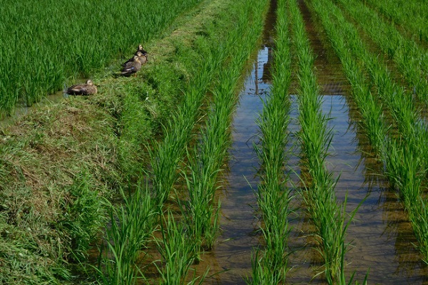 The ducks at the paddy fields in summer