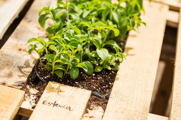 agricoltura del futuro google glass