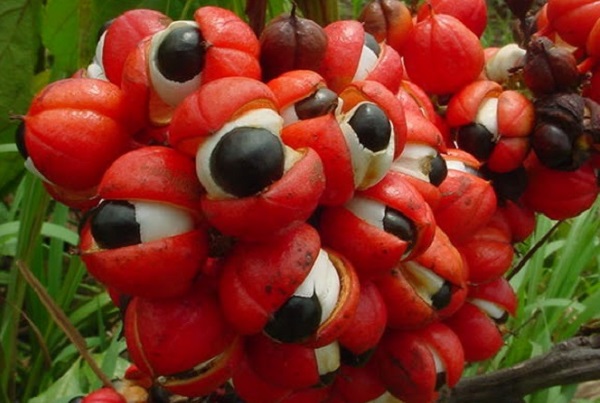 guarana