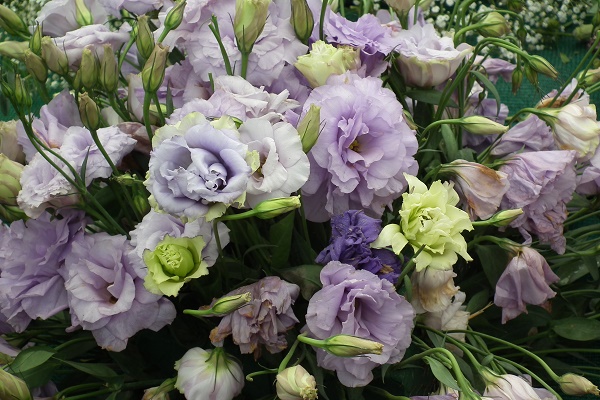 eustoma lisianthus decorare