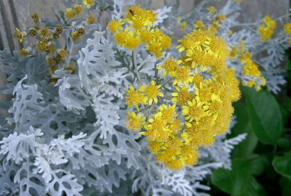 corbezzolo cineraria giardino ottobre