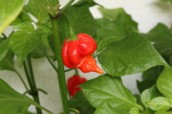 Coltivare peperoncino Trinidad scorpion moruga