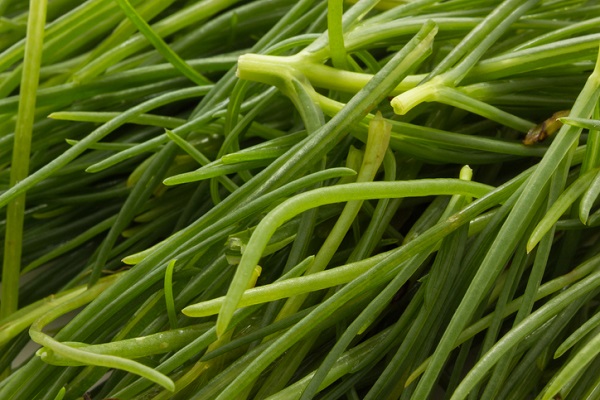 agretti terreno acqua clima