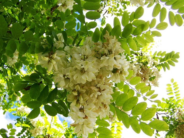 fiori acacia sambuco commestibili