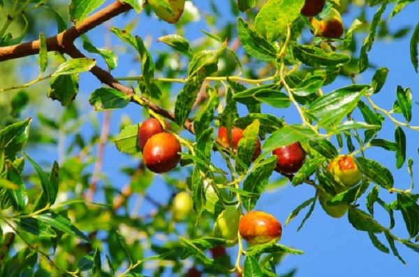 giuggiolo semina concimazione