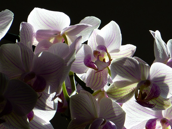 come potare orchidee