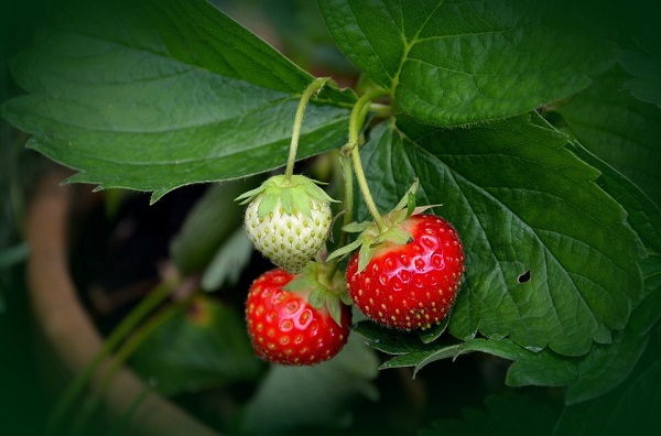 cure pianta fragole inverno