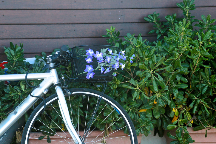 Mountain bike flowering