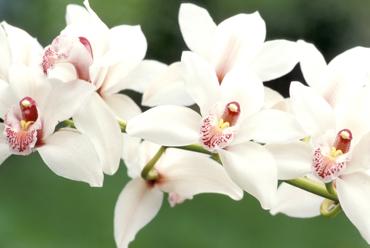 Orchidee: come annaffiarle nel modo corretto