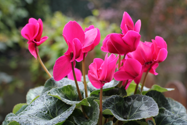 Cyclamen , flowers, automn