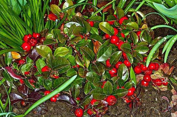 coltivare gaultheria vaso