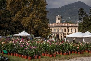 orticolario 2016 rose green salici