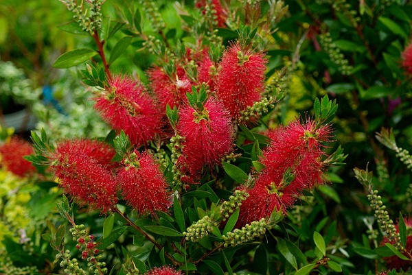 callistemon cure invernali