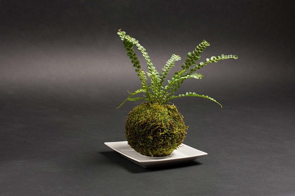 kokedama