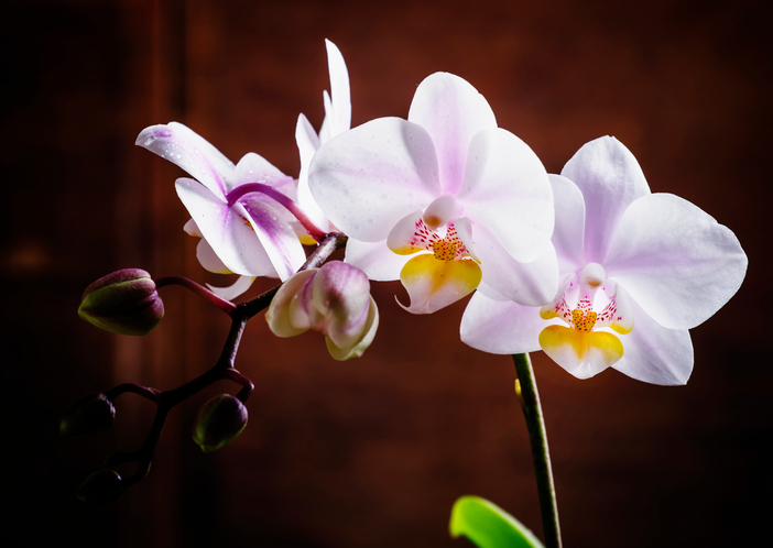 Illuminazione delle orchidee