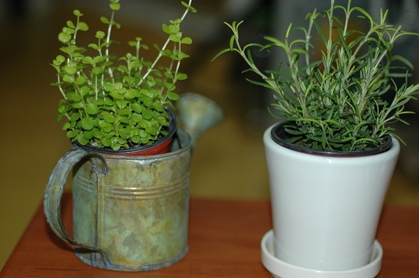 piante-in-vaso