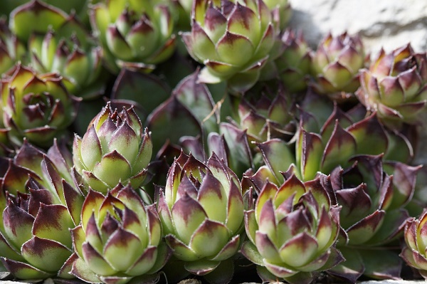 piante tropicale grasse autunno cosa fare