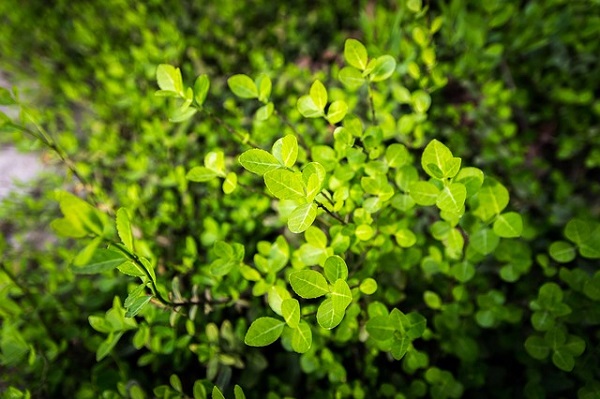 cambiano piante causa co2