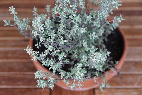 erba cipollina timo salvia vaso autunno