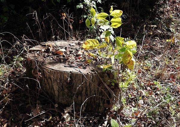 eliminare radici alberi tagliati