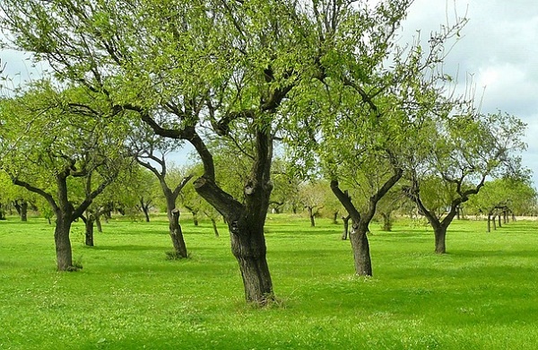 ulivi mosca olearia trattamento importanza