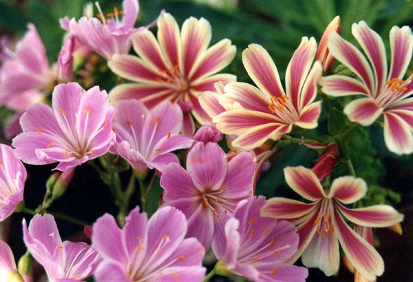 lewisia cotyledon pianta resistente freddo