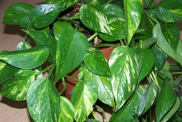 kentia pothos piante per tutti