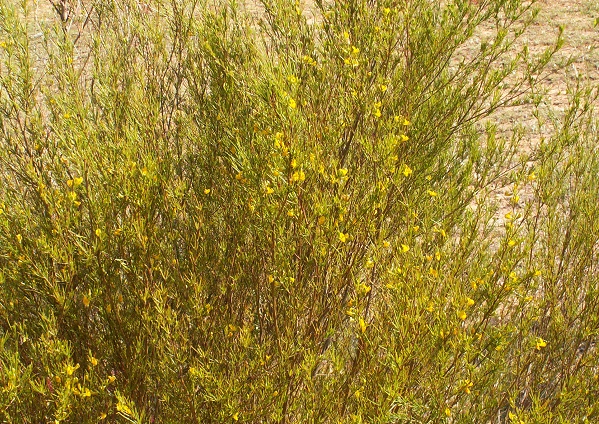 Rooibos o Aspalathus linearis, pianta del tè rosso