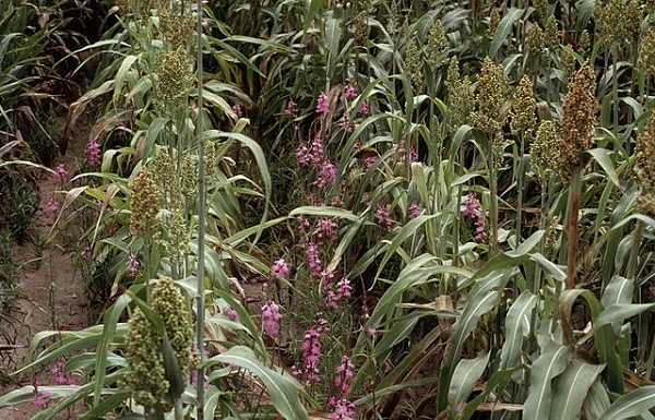 orobanche piante ladre dna