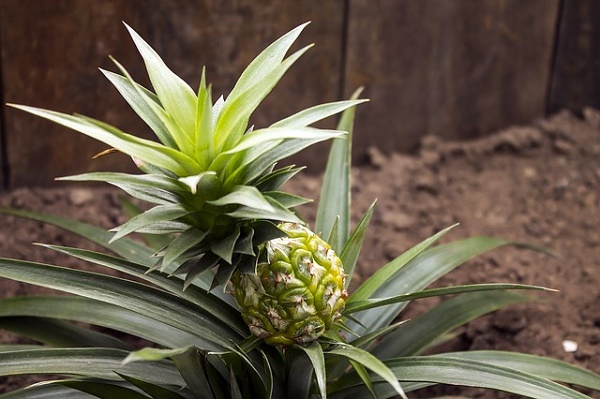 ananas come pianta appartamento