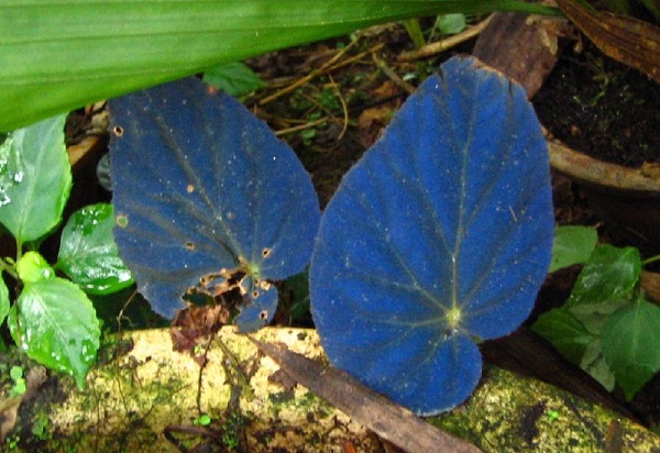 Begonia pavonina, pianta che diventa blu al buio