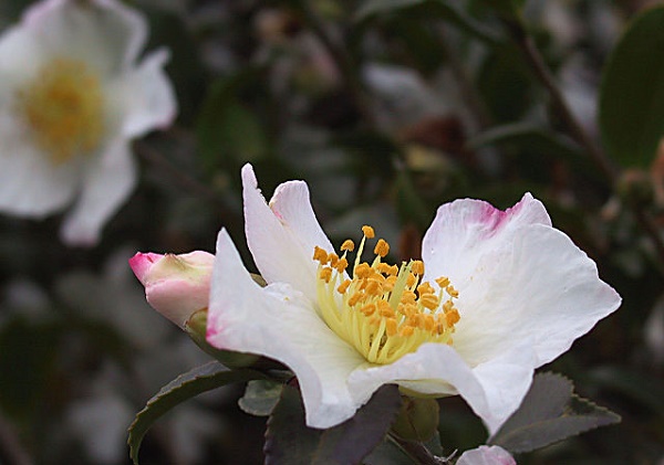 camelia invernale coltivazione vaso prezzi