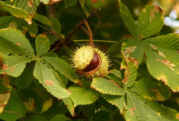 castagne crolla raccolto 2016