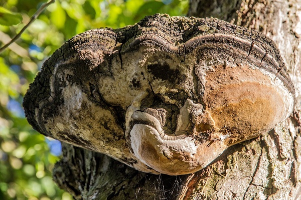 funghi-albero