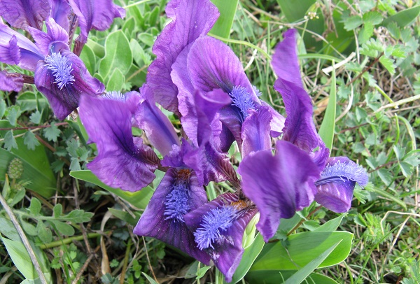 iris