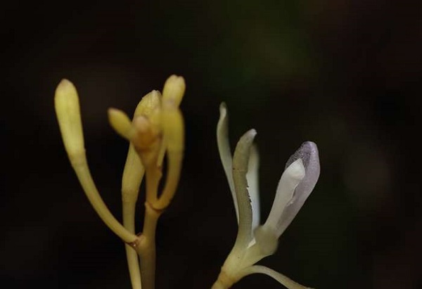 L'orchidea che vive grazie ai funghi
