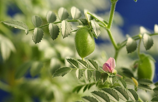 semina ceci lenticchie orto novembre