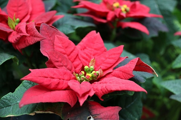 stella di natale irrigazione posizione