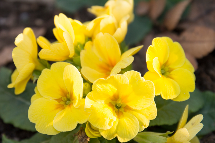 Yellow primrose flowers