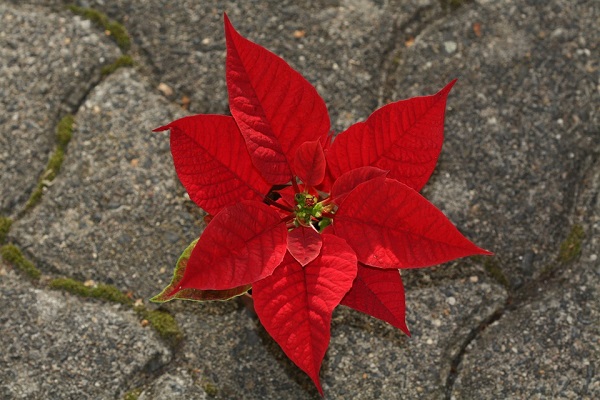 albero di stelle di natale come farlo