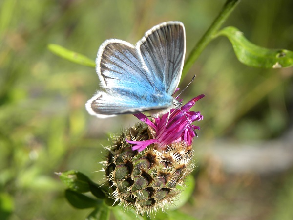 centaurea-nigra