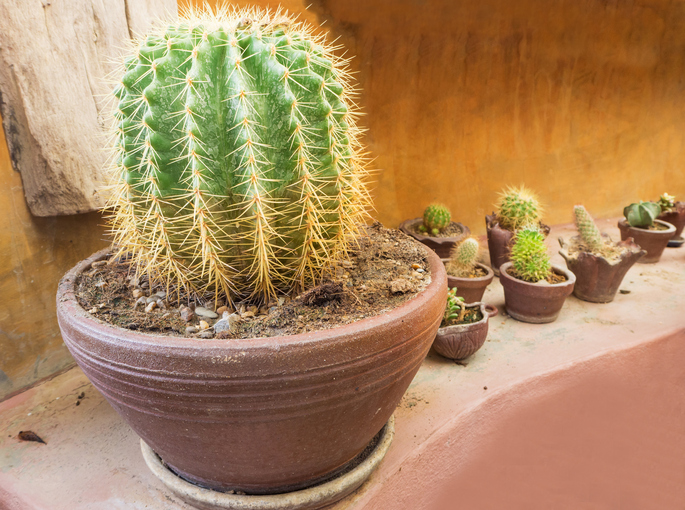 golden ball cactus