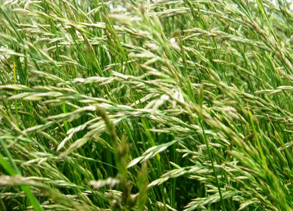 Festuca arundinacea, pianta che va in letargo
