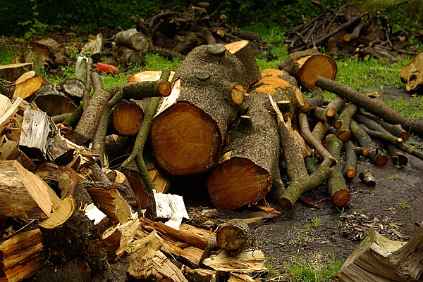 alberi di natale usati legna ardere